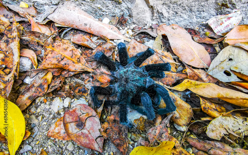 Tableau sur toile Tarantula brown black dead on the ground Mexico.