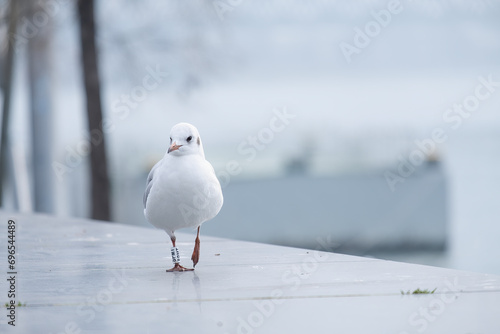Bilde på lerret On the concrete parapet against the background of the city stands a large Seagul