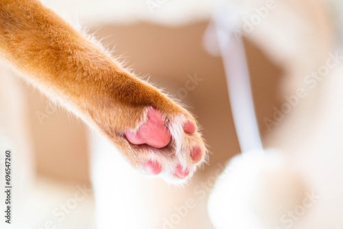 pink soft paw pads of ginger cat on Plush Perch Cat Tree Condo Tower Beige color. Playful orange tabby kitty on cozy pet space with hanging fur ball toy for background close up toe bean say hello