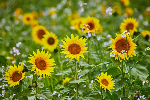 Fototapeta Naklejka Na Ścianę i Meble -  Vibrant Sunflower Field with White Wildflowers, Eye-Level View