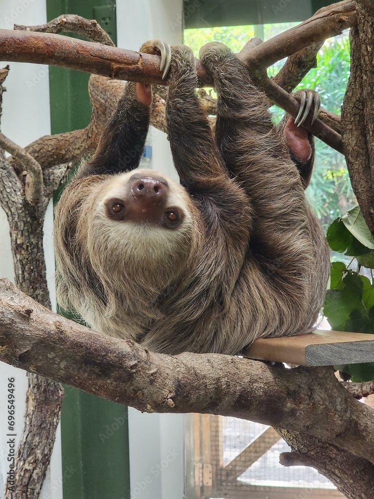 Fototapeta premium Organism Terrestrial animal Natural material Snout Primate Tree