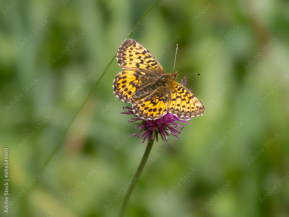 Braunfleckiger Perlmuttfalter (Boloria selene) an Distelblüte Braunfleckiger Perlmuttfalter (Boloria selene) an Distelblüte
