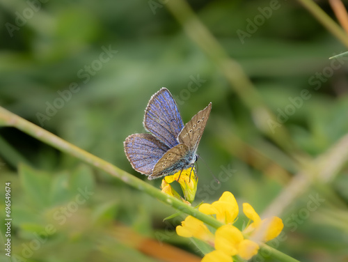 Rotklee-Bläuling (Cyaniris semiargus) photo