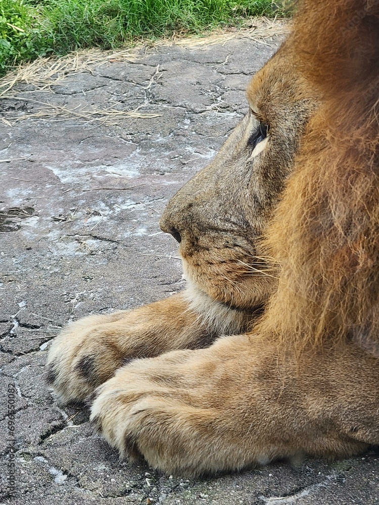 Naklejka premium Carnivore Felidae Terrestrial animal Fawn Plant Whiskers