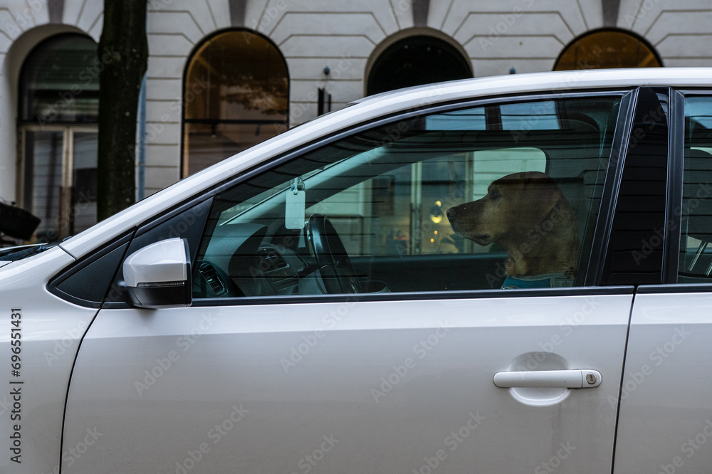 Dog driver waiting in a car for the next passenger.