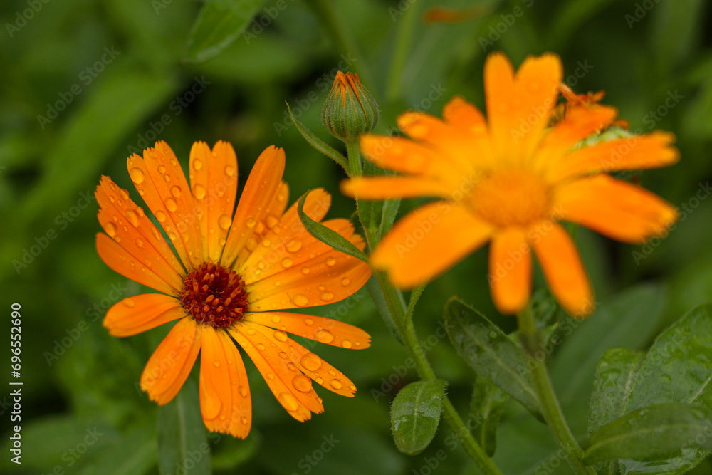 Great looking orange calendula flower with water drops on it Great looking orange calendula flower with water drops on it