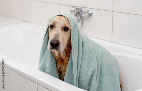 Unhappy Golden Retriever Dog With Towel On Head In White Bathtub, Doesn'T Want To Bathe © tan4ikk