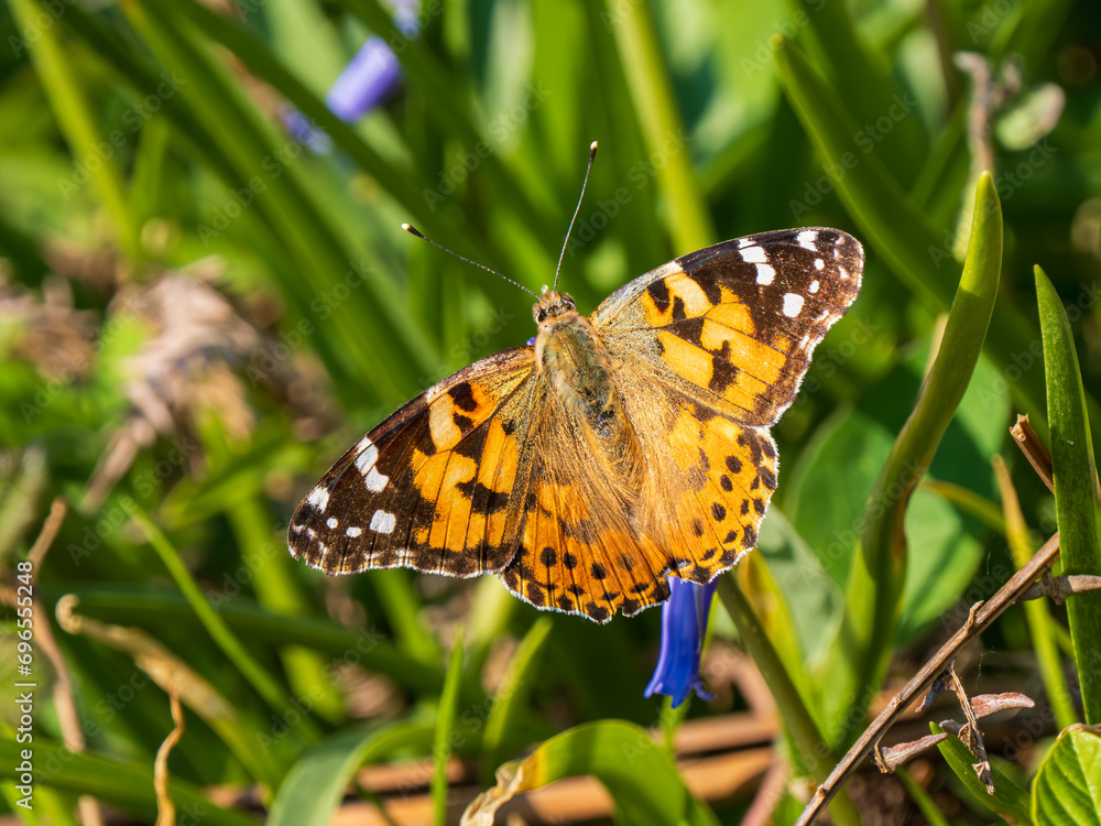 Painted Lady Butterfly on a Bluebell Painted Lady Butterfly on a Bluebell