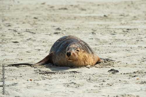 island sea lion photo