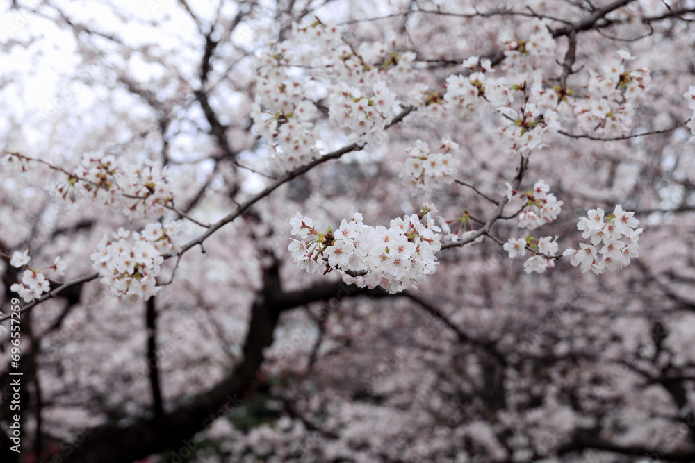 Background material photo of a close-up of cherry blossoms in full bloom Background material photo of a close-up of cherry blossoms in full bloom