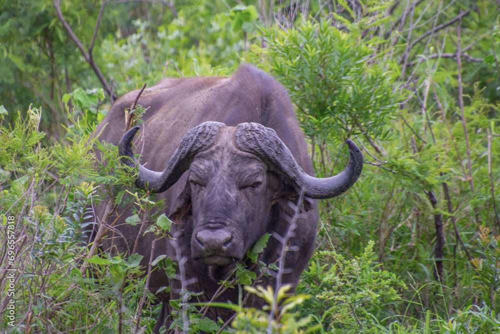 Fototapeta premium superb specimen of an African Buffalo in its natural habitat in South Africa