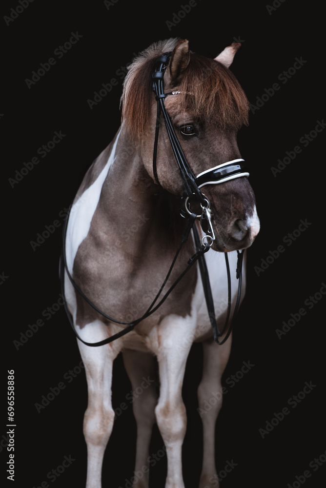 frontales Portrait im Hochformat eines Isländer Scheckens im Studio vor schwarzem Hintergrund während er eine Dressur Kandare trägt frontales Portrait im Hochformat eines Isländer Scheckens im Studio vor schwarzem Hintergrund während er eine Dressur Kandare trägt