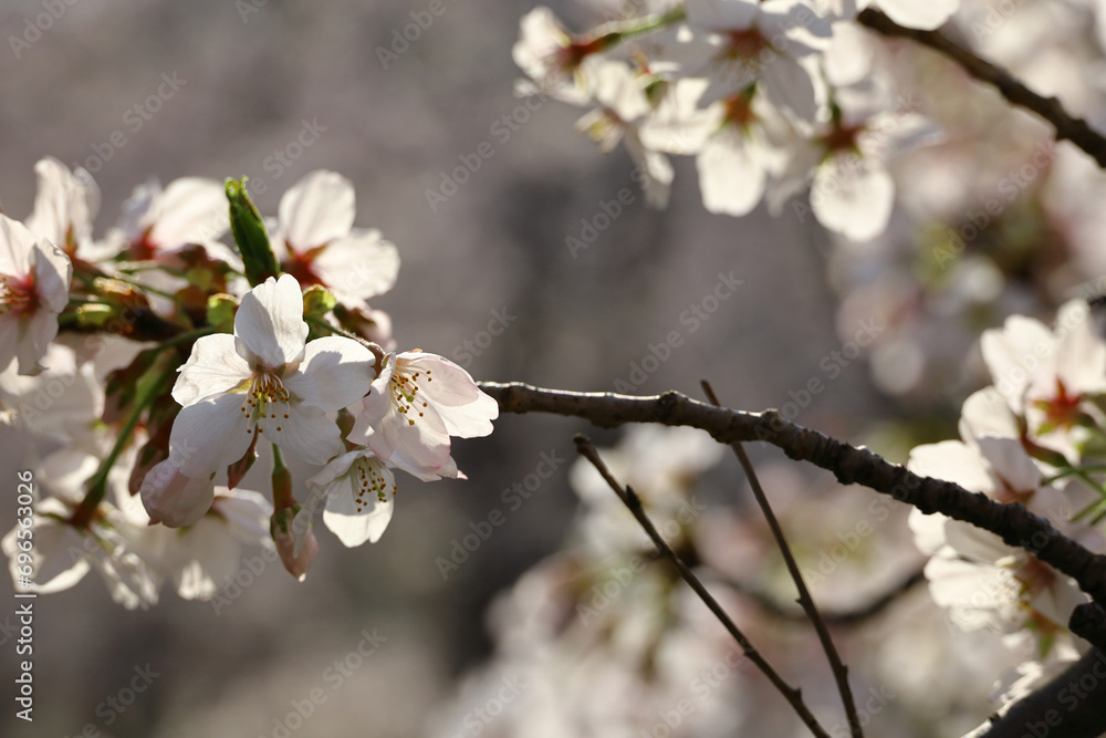 Background material photo of a close-up of cherry blossoms in full bloom Background material photo of a close-up of cherry blossoms in full bloom