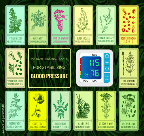 Set of vector Hand drawn illustrations. TOP MEDICINAL HERBS FOR NORMALIZING BLOOD PRESSURE
