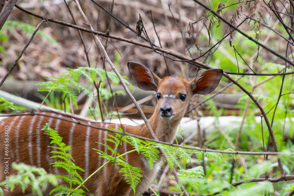 Pretty specimen of a nyala antelope in the bush of South Africa Pretty specimen of a nyala antelope in the bush of South Africa