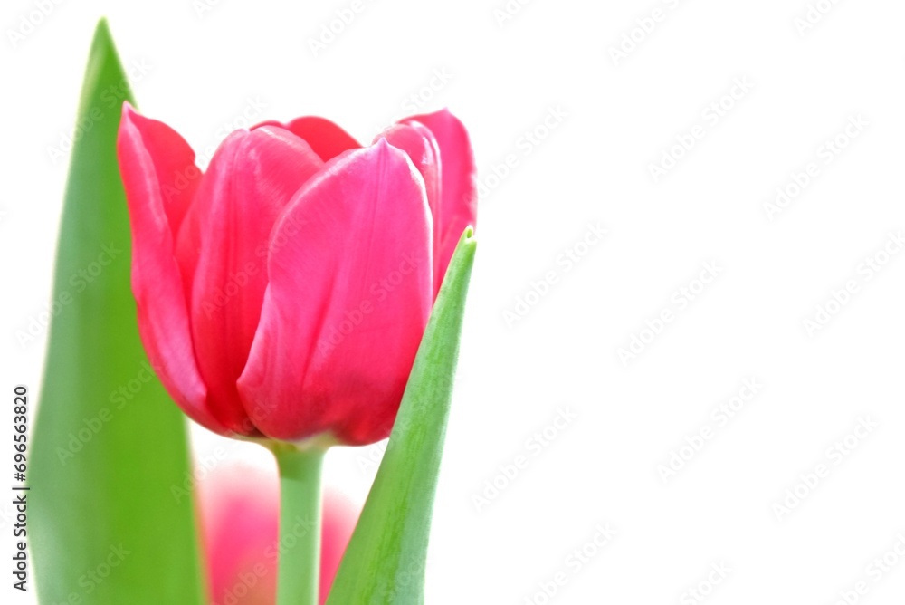 A sweet red tulip flower blossom with green leaves on white isolated background with copy space A sweet red tulip flower blossom with green leaves on white isolated background with copy space