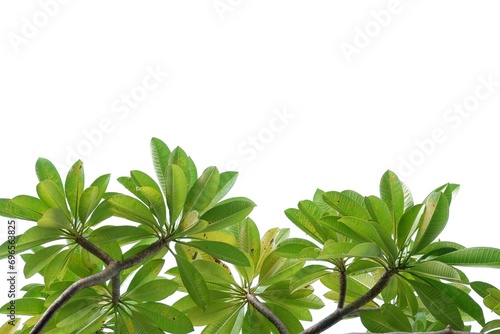 A plumeria flower plant with leaves branches on white isolated background with copy space 