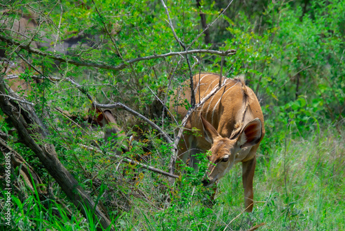 Pretty specimen of a nyala antelope in the bush of South Africa