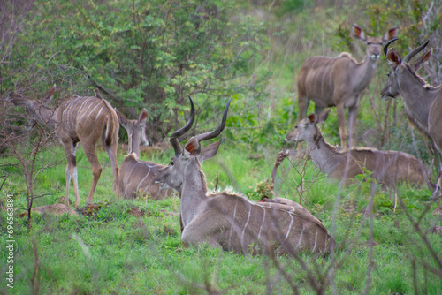 Pretty specimen of a nyala antelope in the bush of South Africa