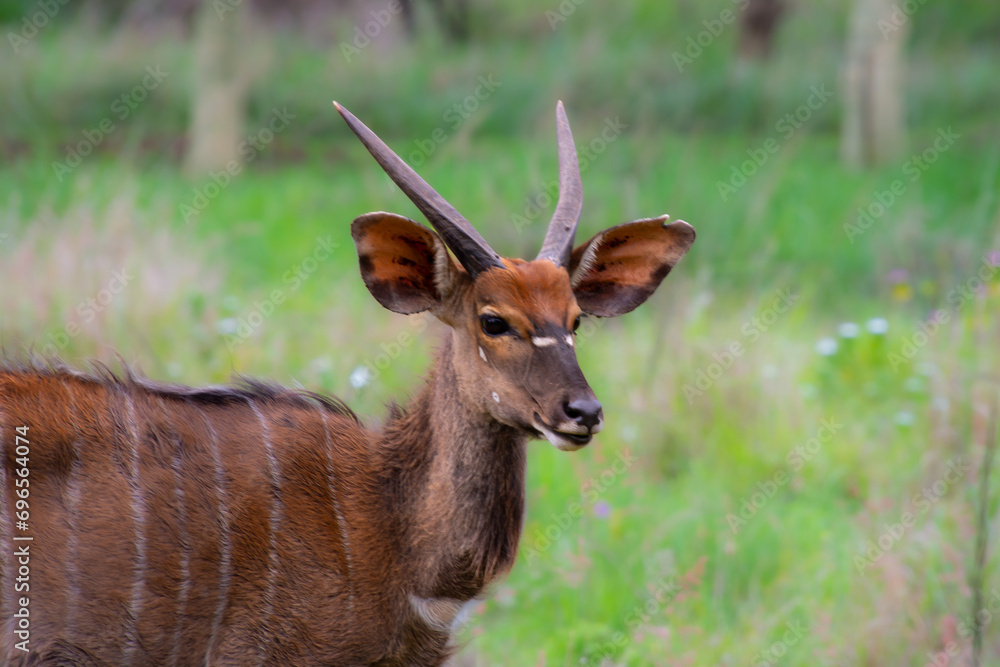 Pretty specimen of a nyala antelope in the bush of South Africa