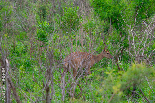 Pretty specimen of a nyala antelope in the bush of South Africa