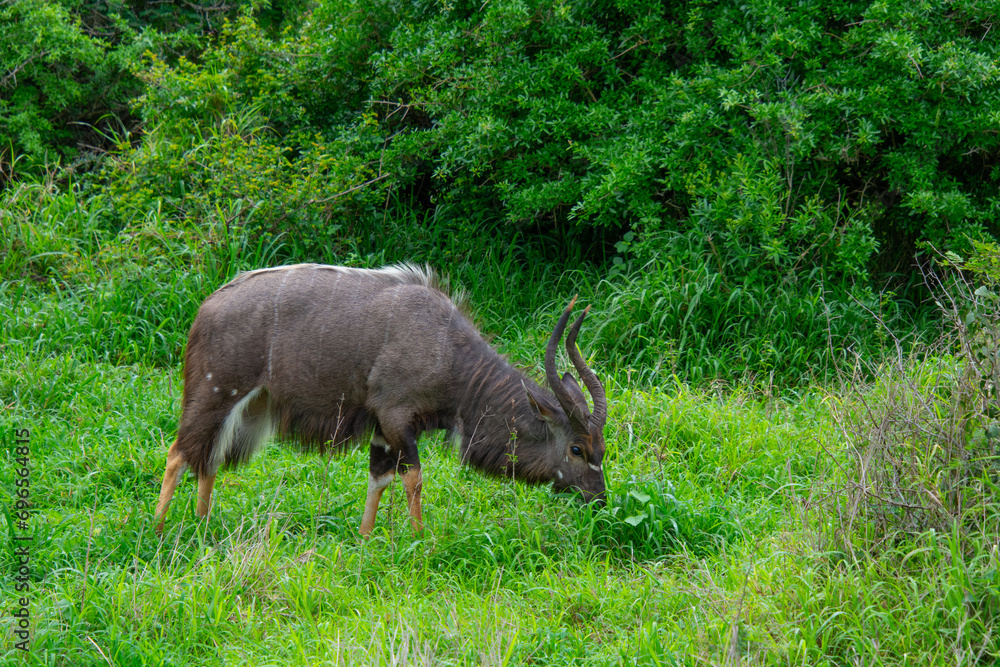 Pretty specimen of a nyala antelope in the bush of South Africa Pretty specimen of a nyala antelope in the bush of South Africa