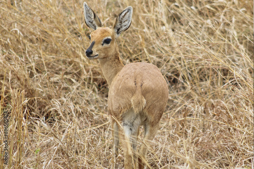Steenbuck in the Wild, South Africa. photo