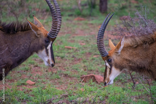Pretty specimen of a black antelope (Sable) in the bush of South Africa