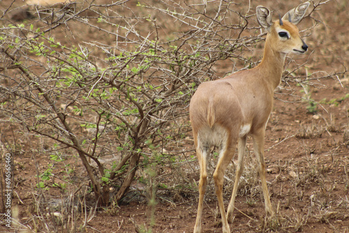 Beautiful Little Steenbok in the Bushveld, in South Africa photo