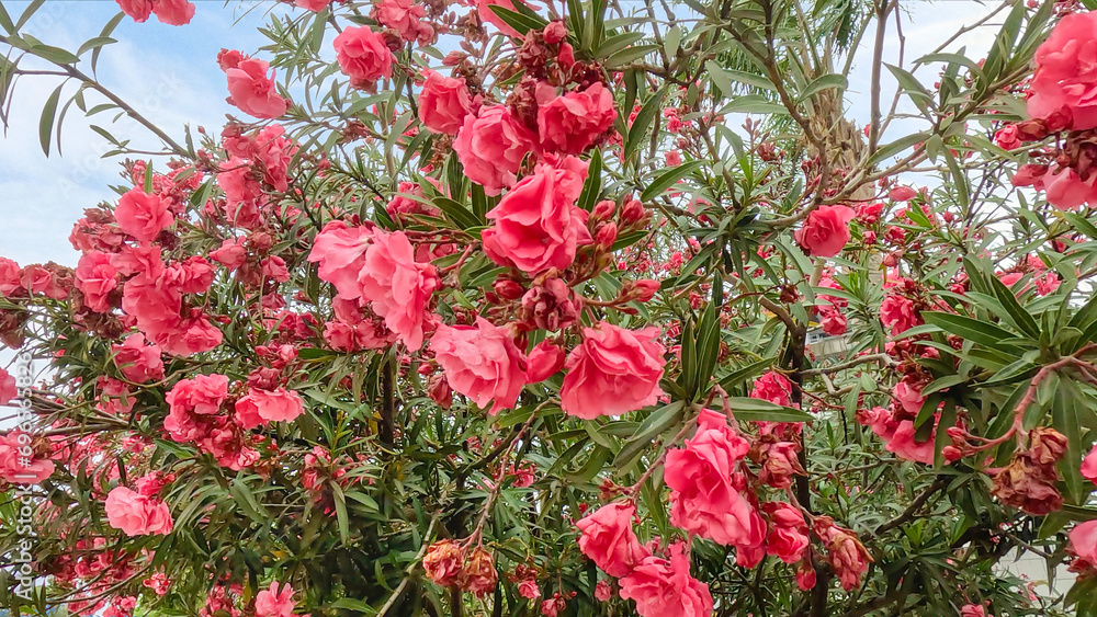 Tree filled with lots of red flowers. Sweet oleander