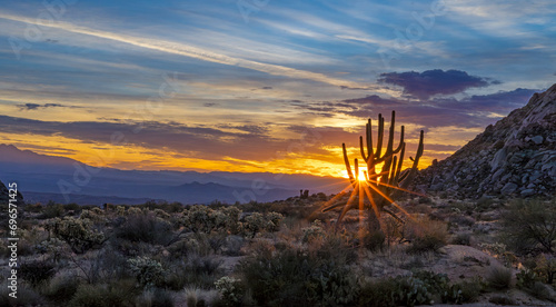 Wide Ratio Desert Sunrise In Arizona With Multi-Armed Saguaro Cactus photo