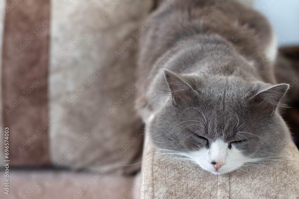 Cosy grey cat laying on a sofa while sleeping and relaxing. Close-up. Selective focus.