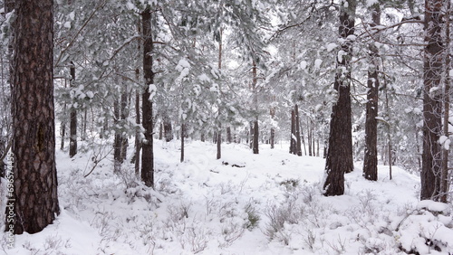 Deep in a forest in Sweden in winter time. The Pine and fir trees are covered with snow and a thick layer on the forest floor