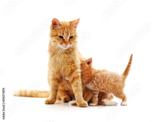 Fototapeta Naklejka Na Ścianę i Meble -  Mom cat with kitten.