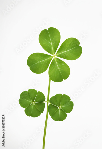 Lucky Four Leaf Clover Perfect for Good Fortune on White Background