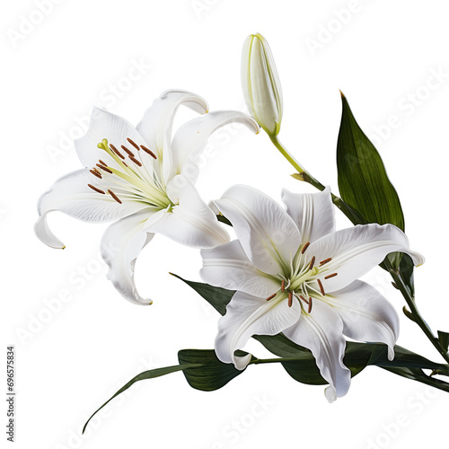 white lily flower