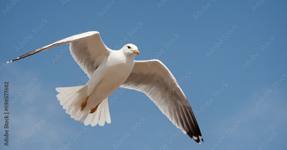 A breathtaking photo of a solitary seagull soaring gracefully over the turquoise waters A breathtaking photo of a solitary seagull soaring gracefully over the turquoise waters