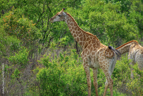 Pretty specimen of a wild giraffe  in the nature of South Africa