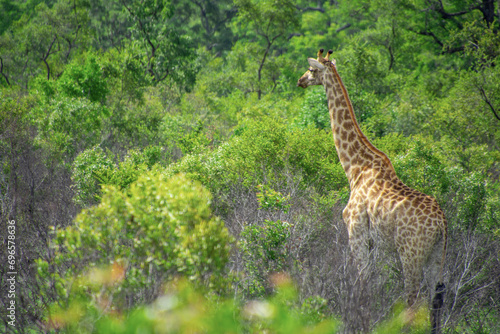 Pretty specimen of a wild giraffe  in the nature of South Africa