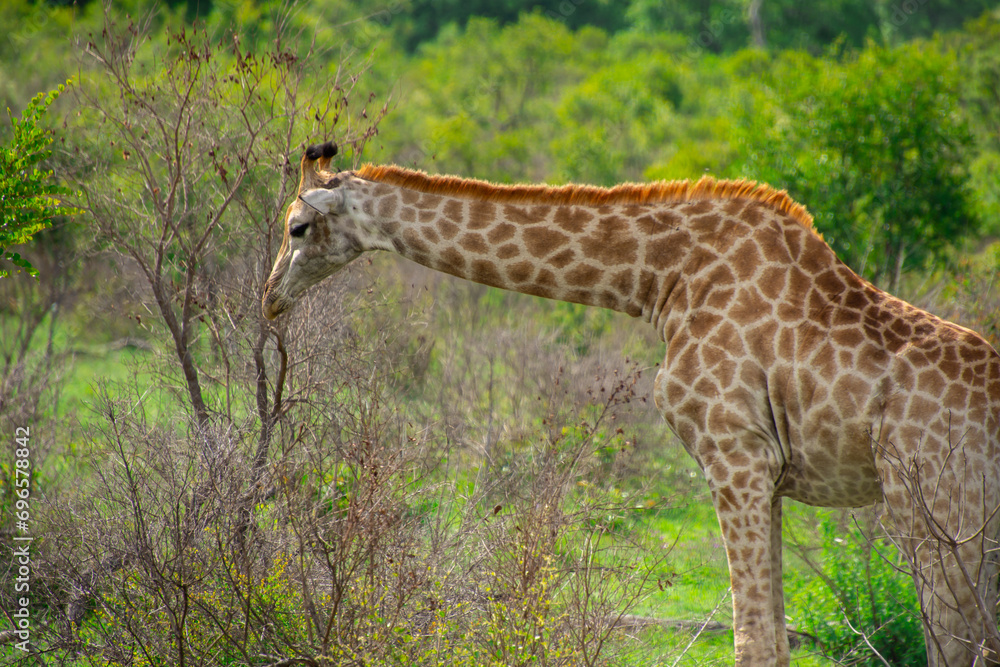 Pretty specimen of a wild giraffe in the nature of South Africa Pretty specimen of a wild giraffe in the nature of South Africa