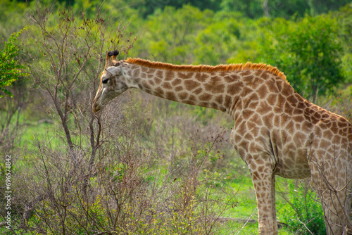 Pretty specimen of a wild giraffe in the nature of South Africa
