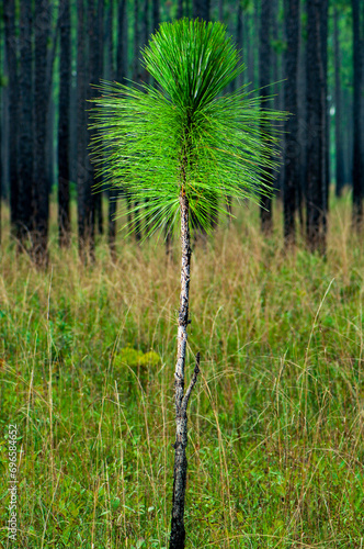 A seedling longleaf pine grows in a clearing among a managed longleaf pine forest in Francis Marion National Forest near Charleston, South Carolina photo
