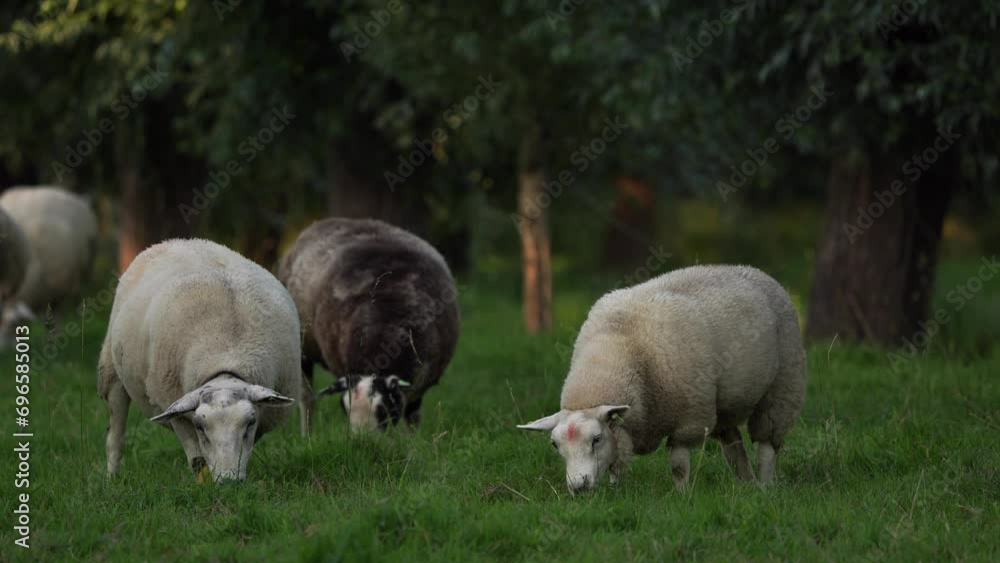 A flock of sheep grazing in a meadow A flock of sheep grazing in a meadow