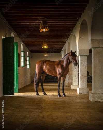 Horses in historic andalusia © Ignacio