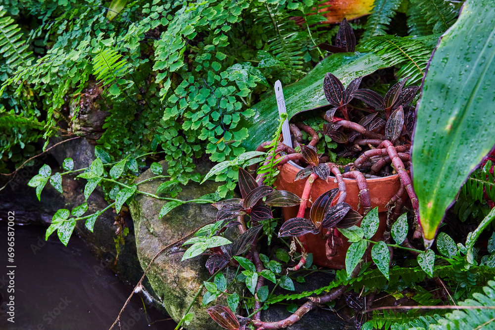 Lush Greenhouse Garden with Rain-Kissed Potted Plants and Rocks Lush Greenhouse Garden with Rain-Kissed Potted Plants and Rocks