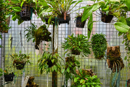 Lush Greenhouse Orchids and Epiphytes Display photo