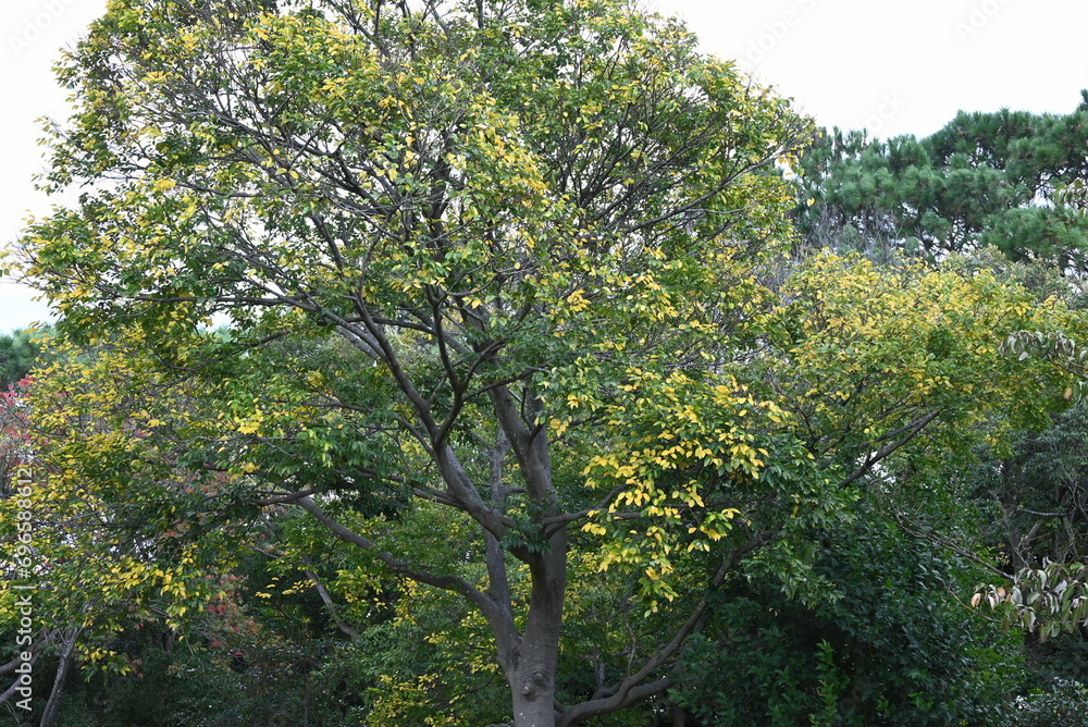Chinese hackberry ( Celtis sinensis ) yellow leaves.
Cannabaceae deciduous tree. Seasonal background material.
Chinese hackberry ( Celtis sinensis ) yellow leaves.
Cannabaceae deciduous tree. Seasonal background material.