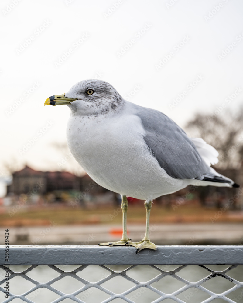 Bright white and grey seagull on ferry boat railing against bright sky Bright white and grey seagull on ferry boat railing against bright sky