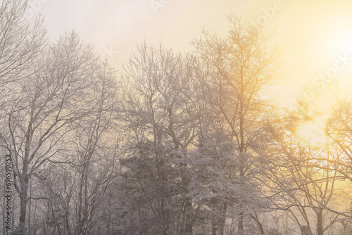 Winter sunrise through fog and trees covered in ice and snow