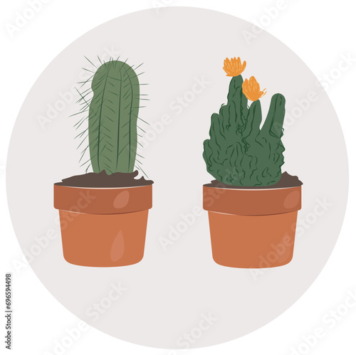 Cacti in flowerpots (ID: 696594498)
